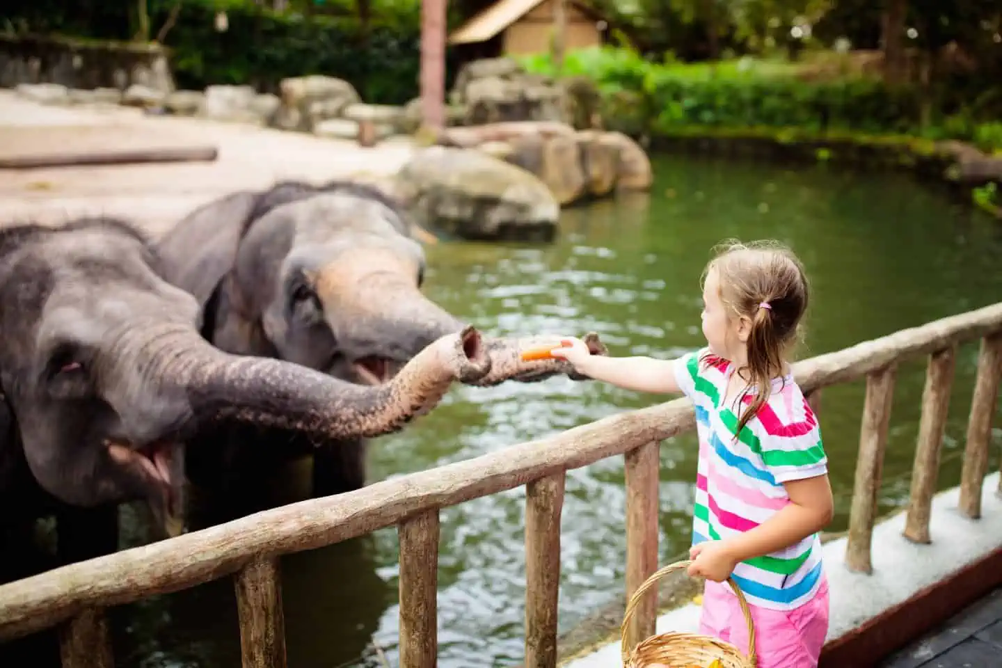 Kids feed elephant in zoo. Family at animal park.