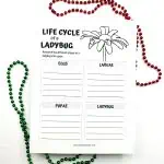 life cycle of a lady bug worksheet