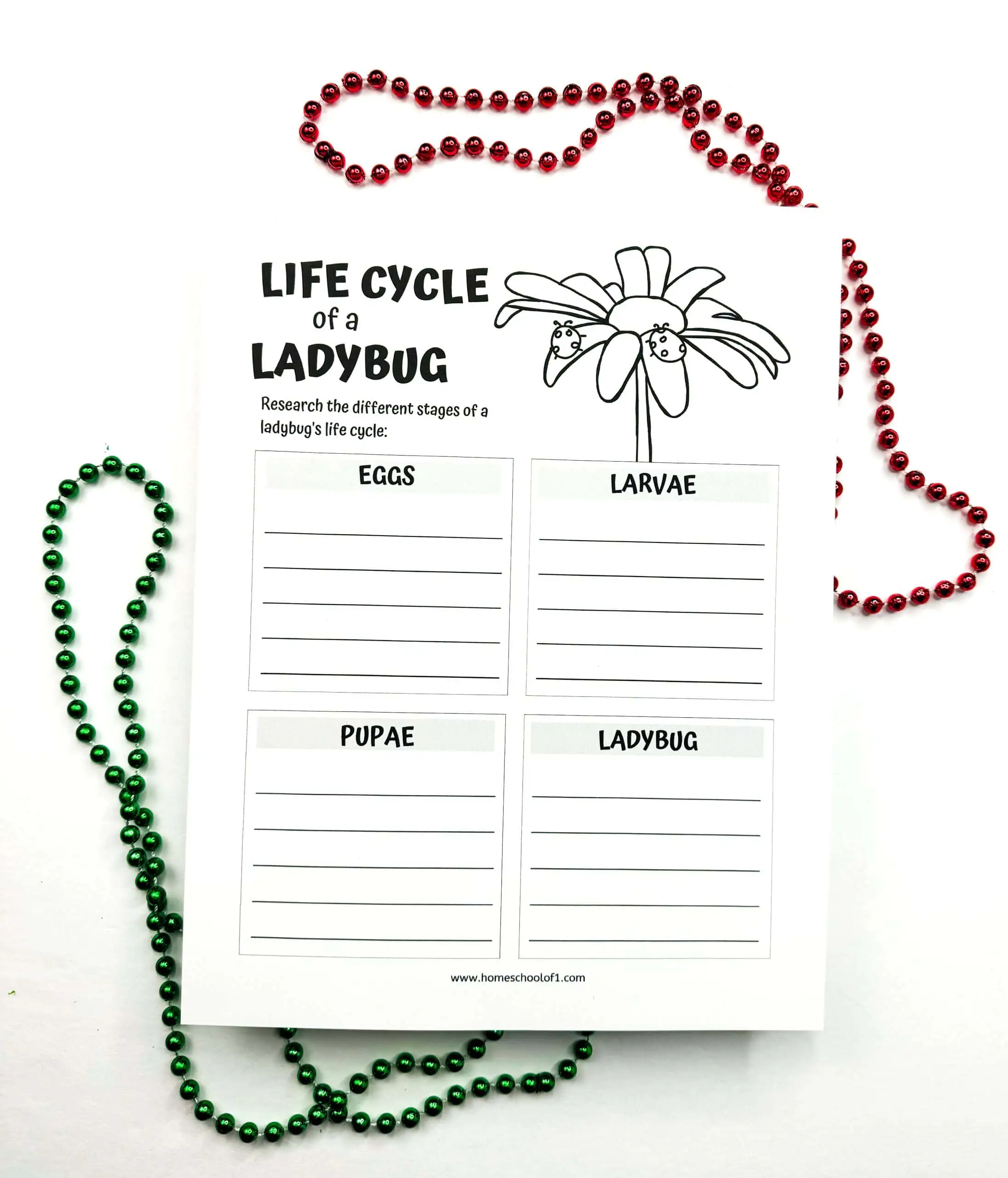 life cycle of a lady bug worksheet