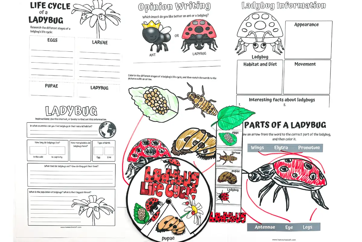 life cycle of a ladybug worksheet