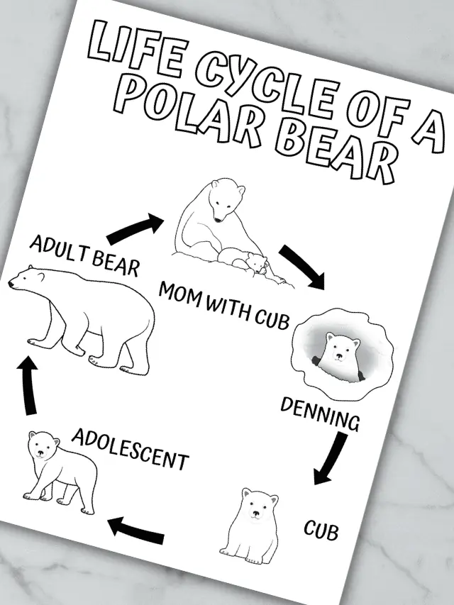 life cycle of a polar bear Web Story Poster