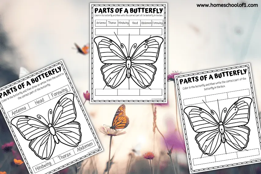 PARTS OF A BUTTERFLY WORKSHEET