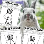 PARTS OF A RABBIT PRINTABLE