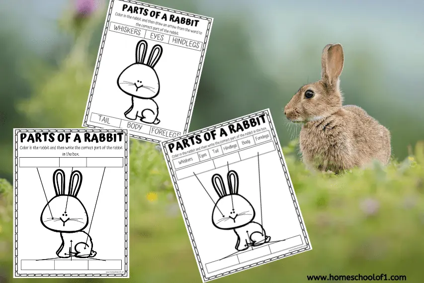 PARTS OF A RABBIT WORKSHEET