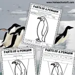 PENGUIN BODY PARTS WORKSHEET