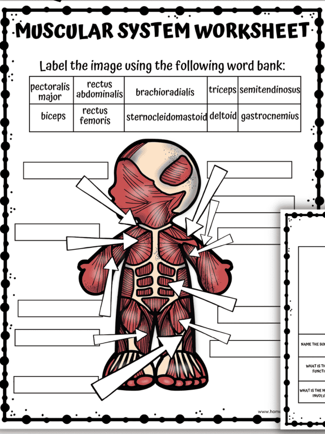 8 Human Body Systems Worksheets For Kids - Homeschool of 1