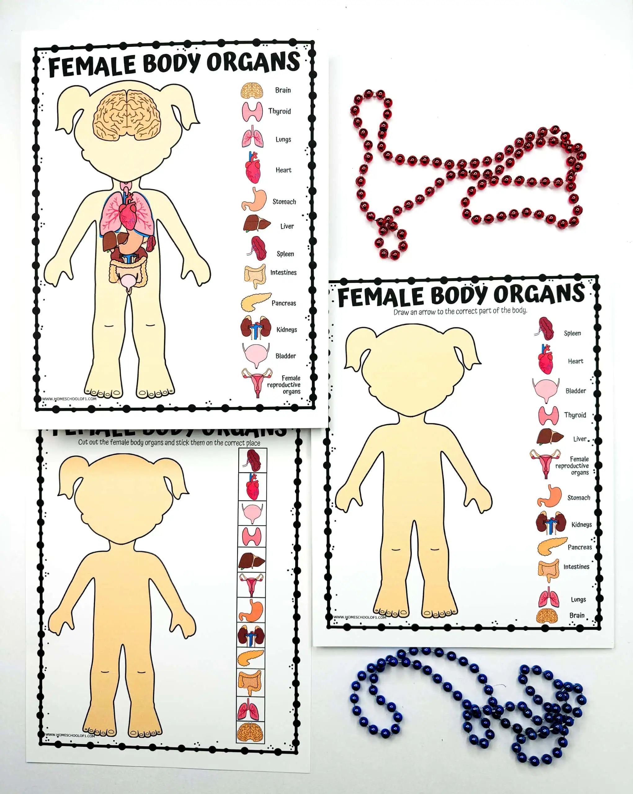 Interactive learning aids showcasing female human anatomy with organ illustrations and a blank body outline for organ placement, complemented by red bead patterns illustrating DNA.