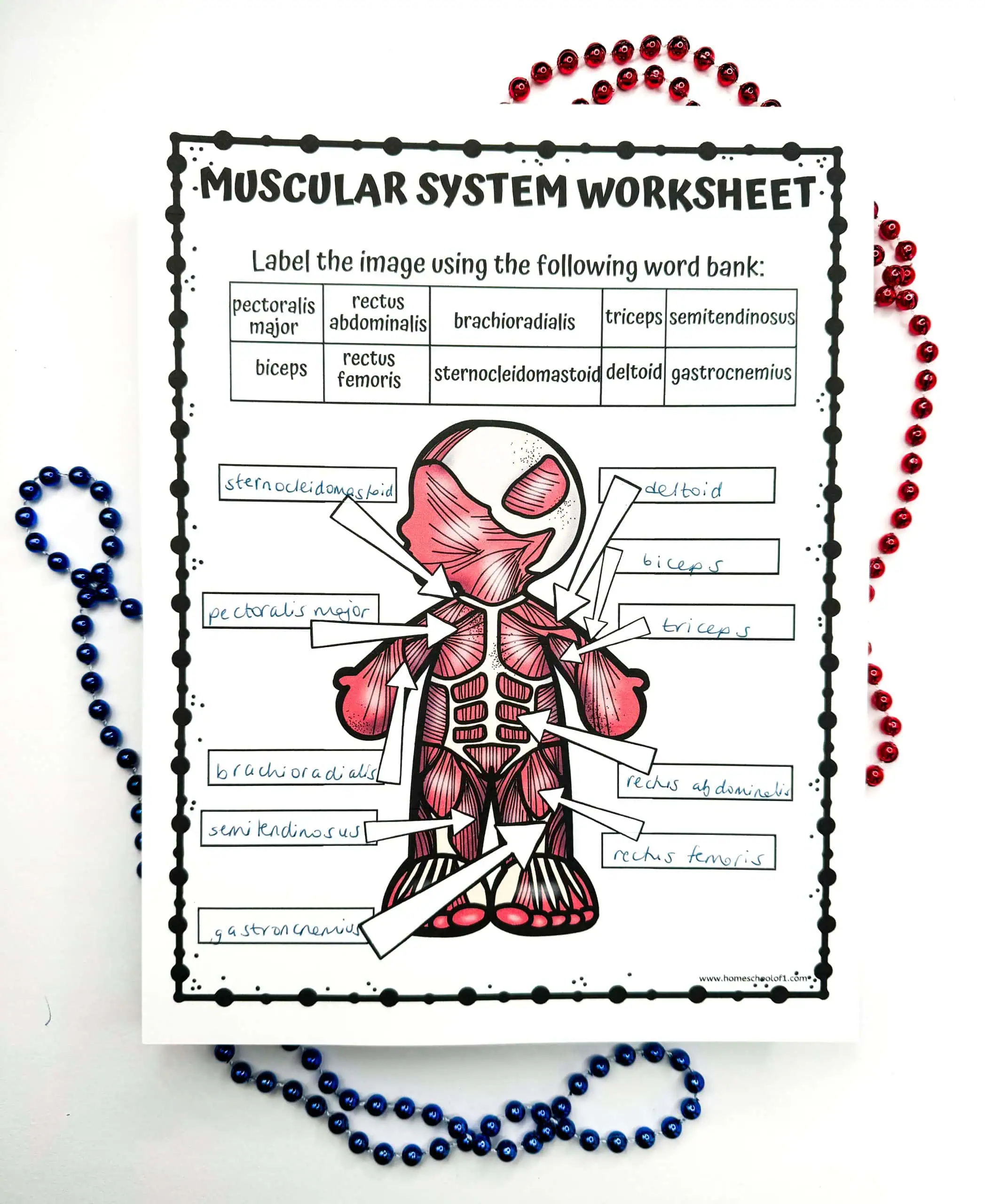 Educational worksheet titled 'MUSCULAR SYSTEM WORKSHEET' with a stylized illustration of a human muscular system, surrounded by scattered red and blue beads. The worksheet includes a word bank for labeling the muscles and partially filled answers.