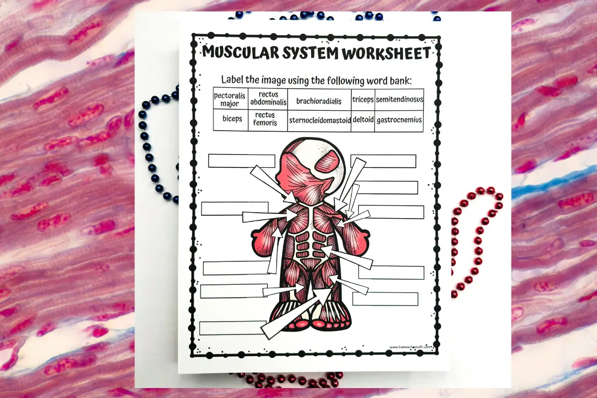 Muscular system worksheet presented against a multicolored, striated background suggestive of muscle fibers, with blue beads to the side and a question mark formed by red beads, emphasizing the educational query aspect