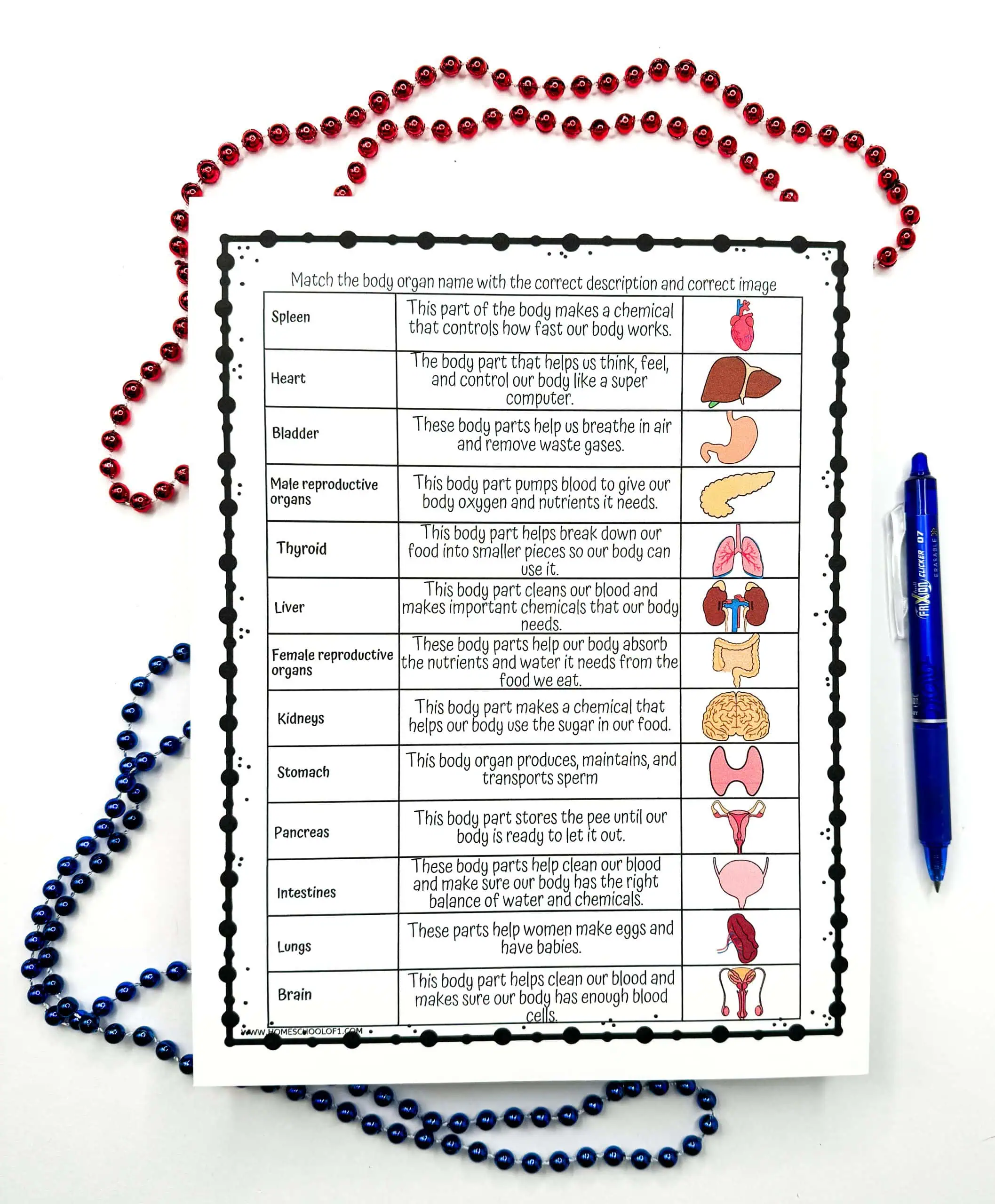 An educational worksheet featuring a diagram with red and blue beads forming a DNA double helix on the left, with a table on the right to match human organ illustrations with their descriptions, accompanied by a blue marker.