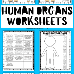 Educational resource compilation featuring labeled diagrams of female and male body organs, along with interactive human organs worksheets for educational purposes