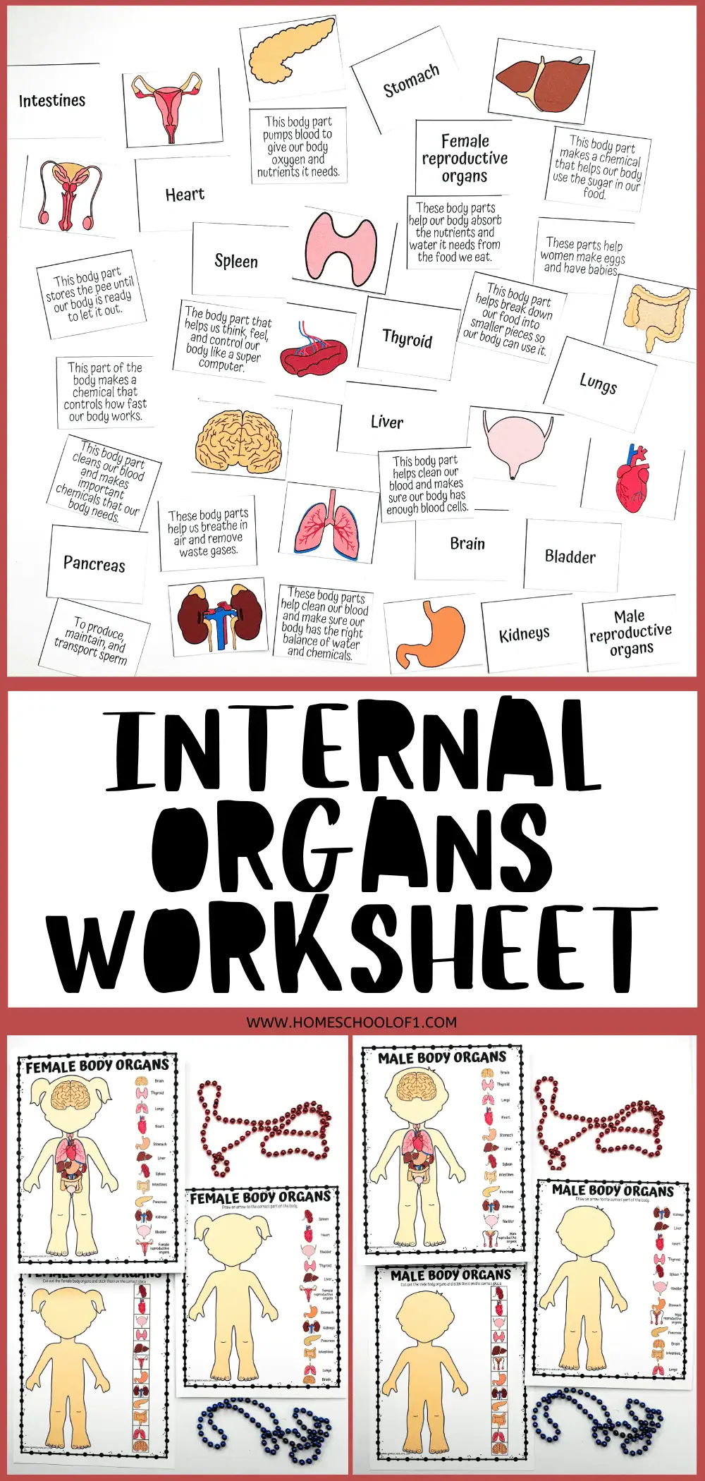 Educational poster for an 'Internal Organs Worksheet' displaying a variety of human organs with corresponding descriptions of their functions. Below, images of the female and male body organ outlines alongside DNA strands made from red and blue beads, for a comprehensive biology lesson.