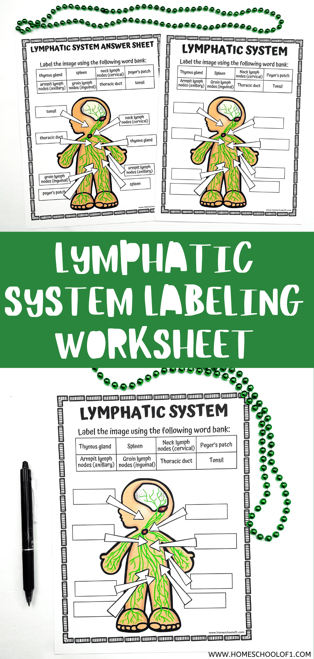 Free Lymphatic System Labeling Worksheet For Kids