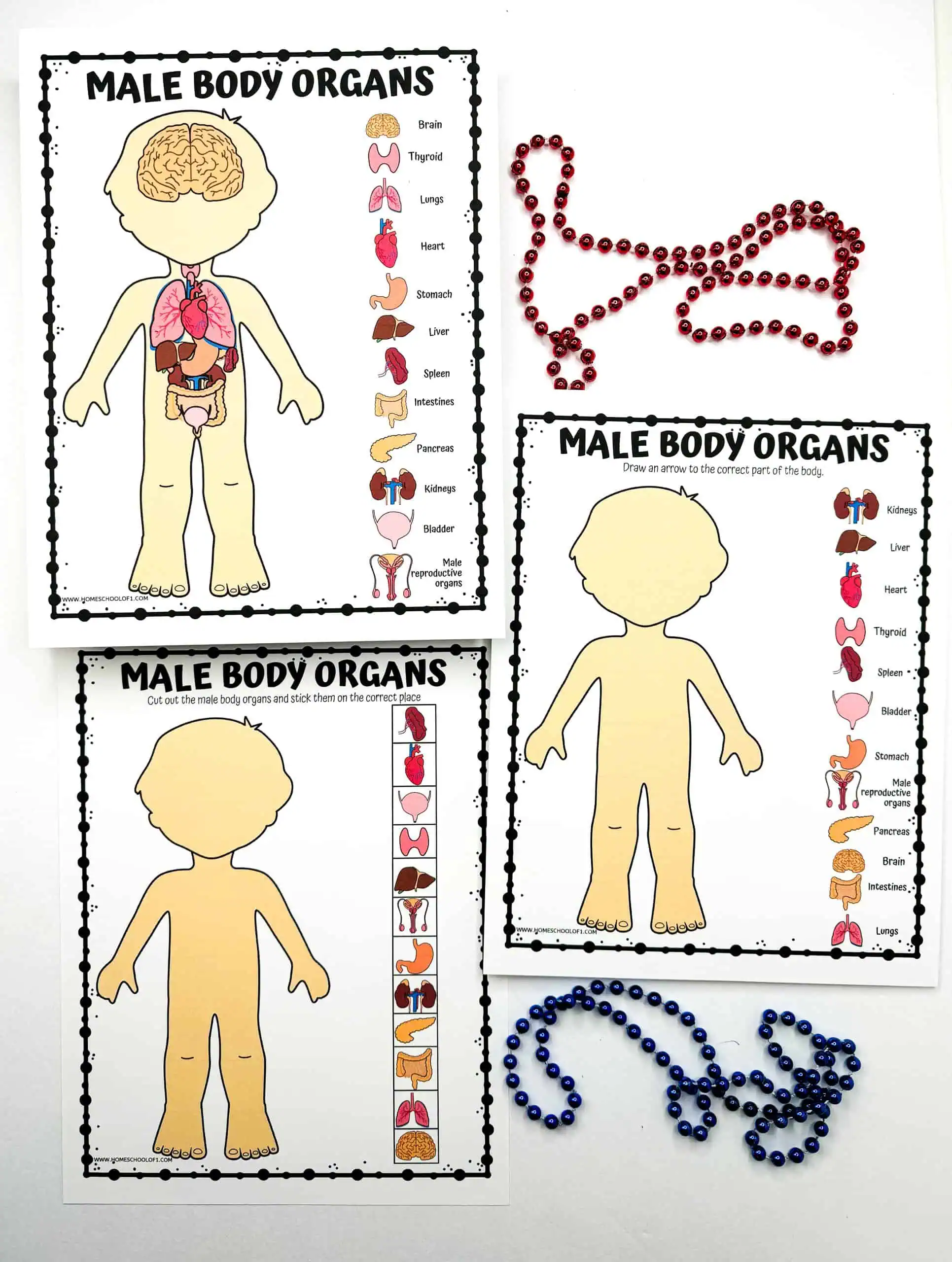 Educational materials depicting male human anatomy with labeled organ cut-outs and matching outlines on a body silhouette, alongside bead patterns representing DNA, intended for an interactive learning experience.