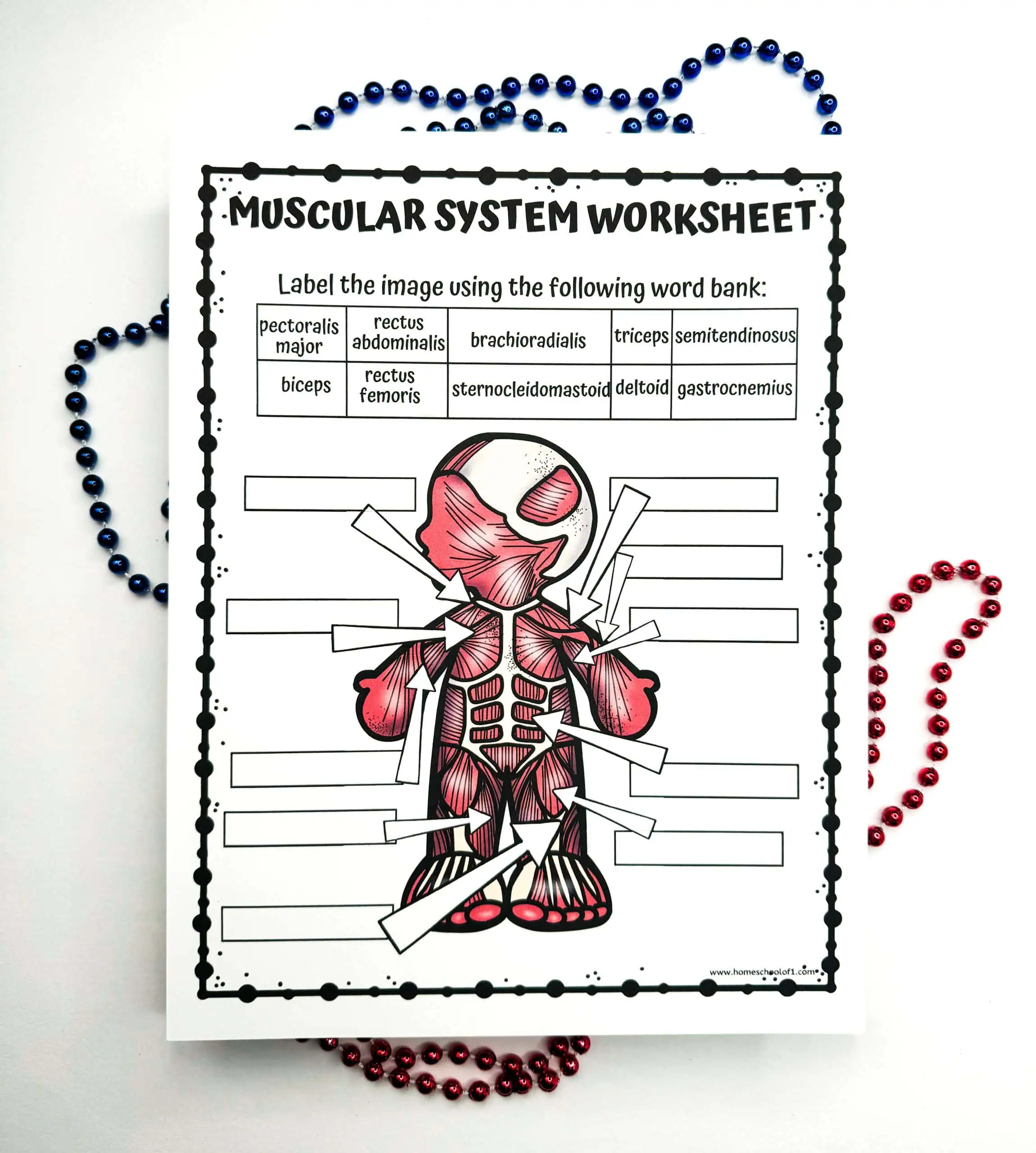 Blank muscular system worksheet ready for labeling, with a word bank at the top. The illustration shows a cartoon-like muscular figure with arrows pointing to various muscles. Blue and red beads form decorative borders.