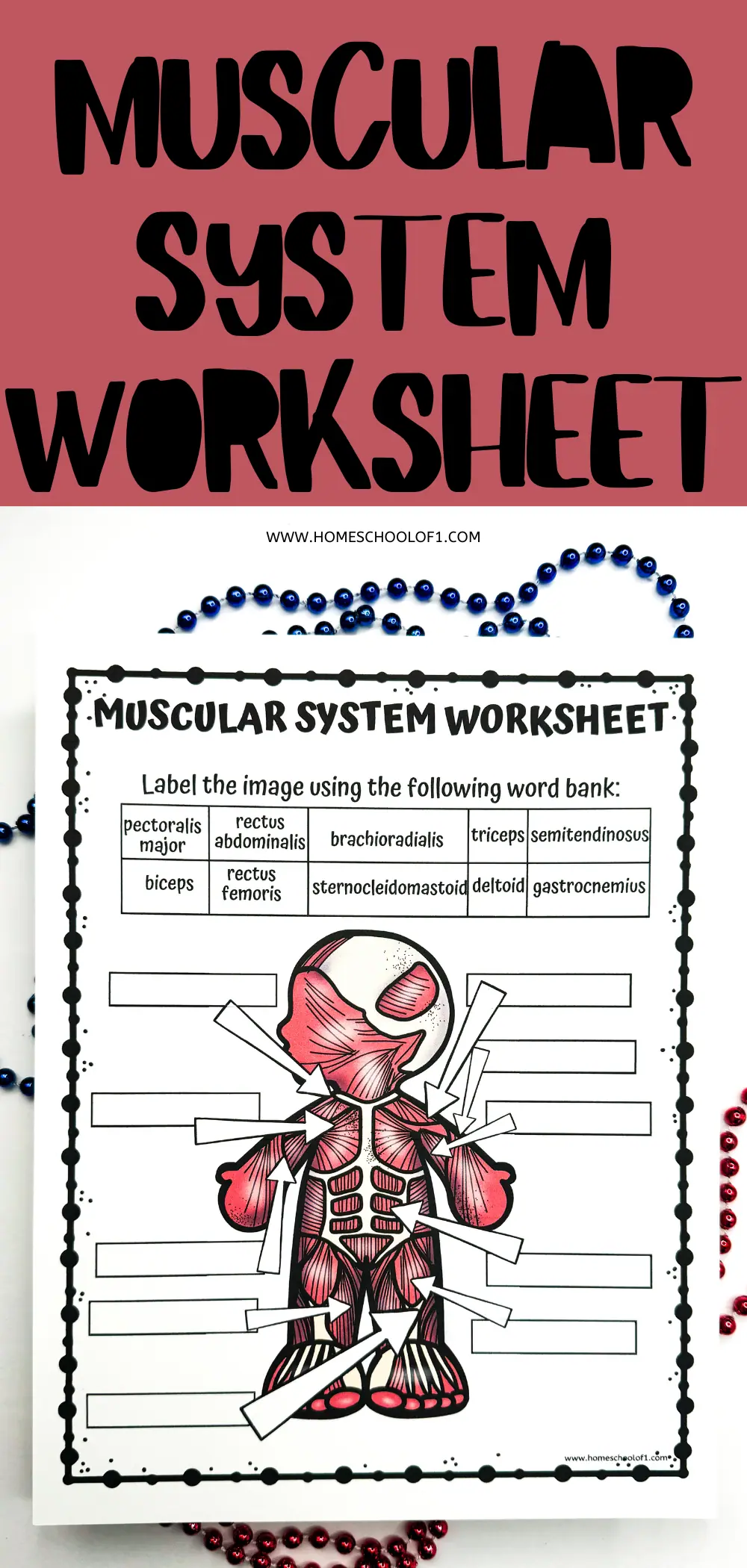 A preview image for a muscular system worksheet, featuring a bold red banner with text overlay and the actual worksheet beneath it, showing an illustrated figure with blank labels.