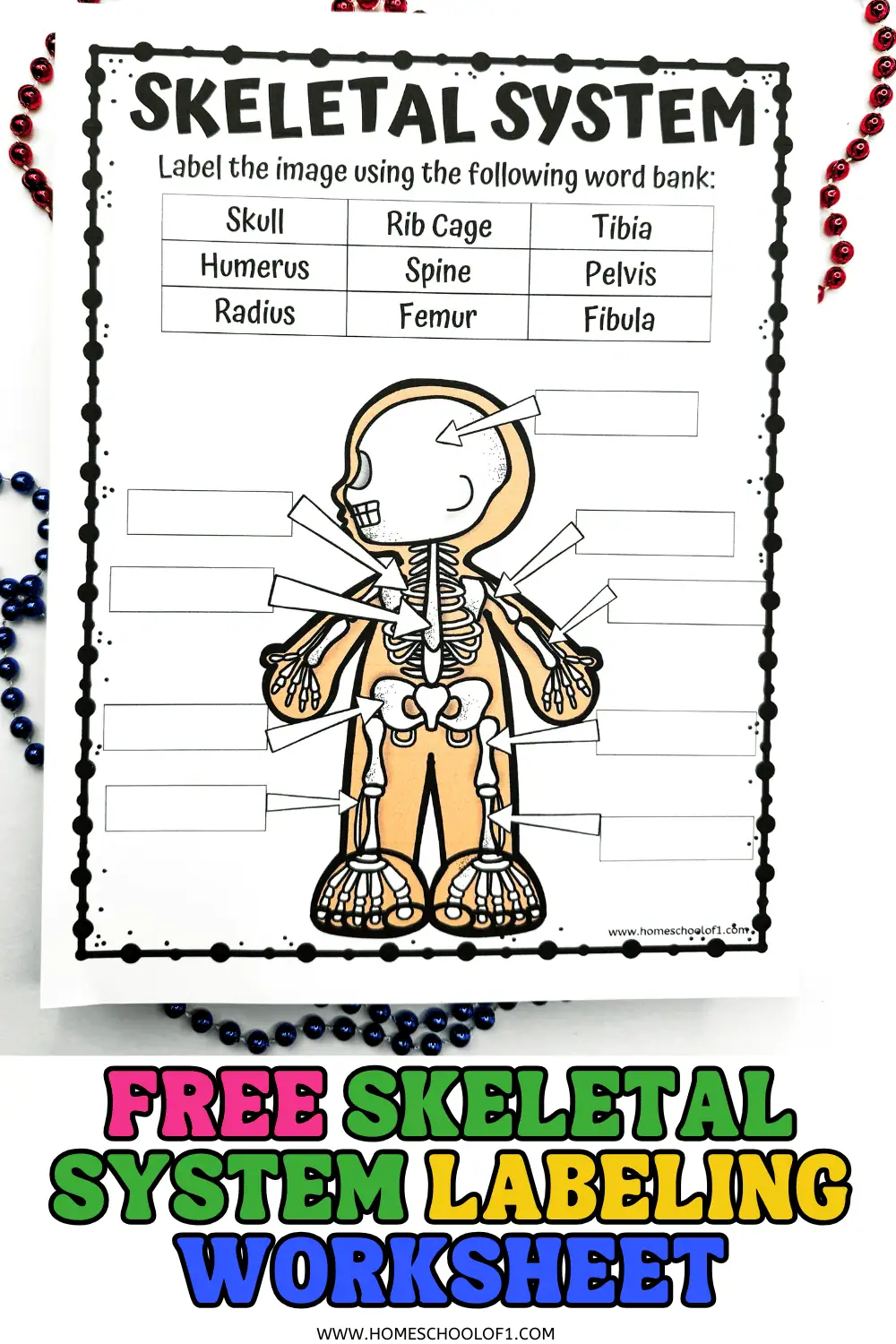 FREE SKELETAL SYSTEM LABELING WORKSHEET