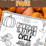 LIFE CYCLE OF A PUMPKIN COLORING PAGE