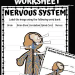 NERVOUS SYSTEM LABELING WORKSHEET