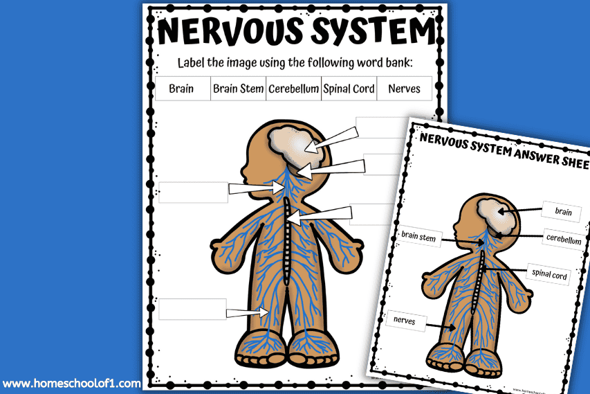 Free Nervous System Labeling Worksheet - Homeschool of 1