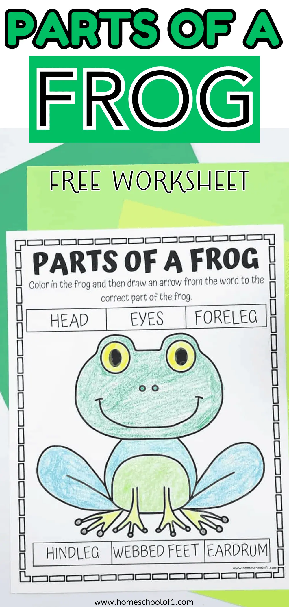 PARTS OF FROG WORKSHEET