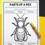 bee parts worksheets