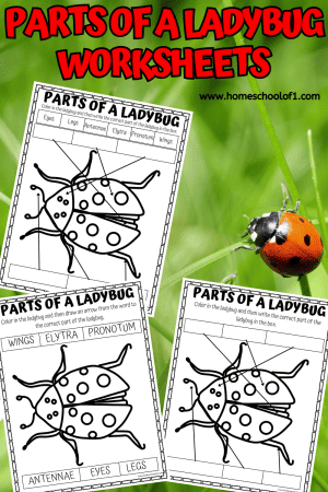 Free Parts of a Ladybug Worksheet