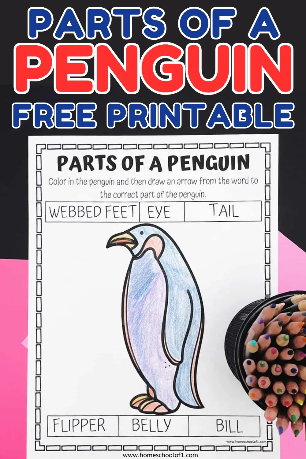 body parts of penguin worksheet