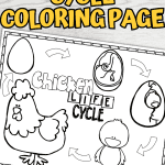 chicken life cycle coloring page