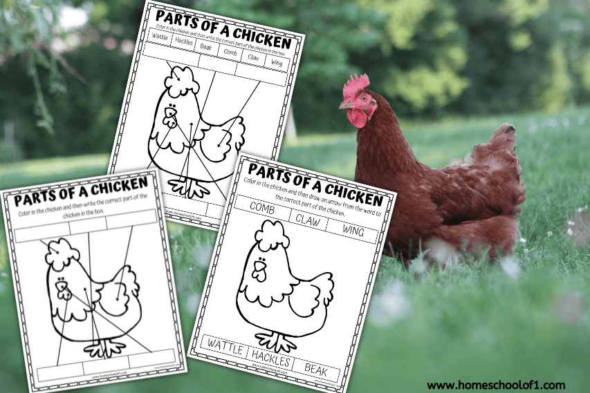 free-parts-of-a-chicken-worksheet