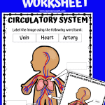 circulatory labeling worksheet