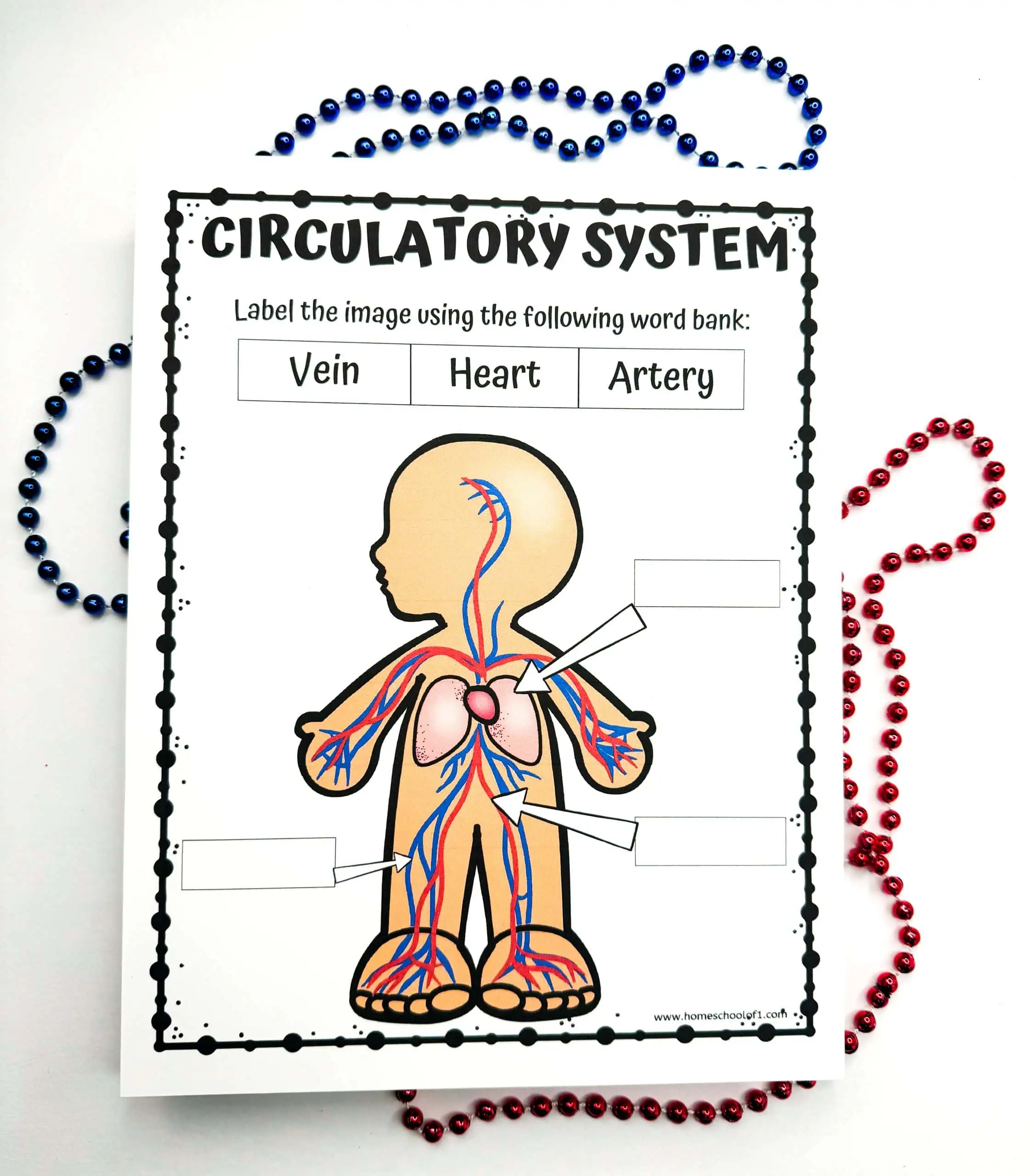 Printable circulatory system labeling worksheet with a blank human figure diagram for students to label 'Vein,' 'Heart,' and 'Artery' with a word bank provided at the top. The page is decorated with blue and red beads on the sides, representing oxygenated and deoxygenated blood.