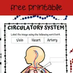 Educational worksheet with a bold title 'CIRCULATORY SYSTEM WORKSHEET' in red background. The body of the page includes a black and white illustration of a human figure with the circulatory system highlighted. Labels with arrows point to different parts, meant to be filled in with 'Vein,' 'Heart,' and 'Artery' from the provided word bank.