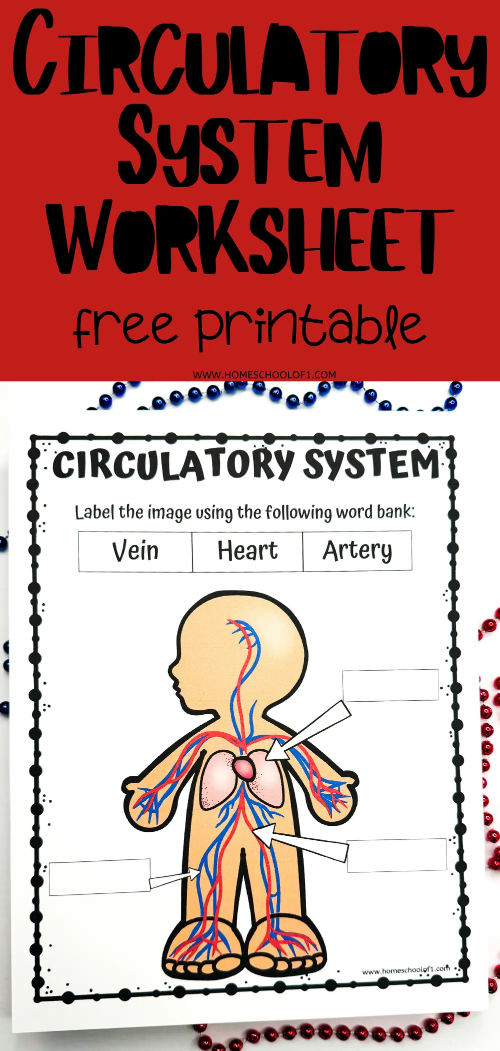 Educational worksheet with a bold title 'CIRCULATORY SYSTEM WORKSHEET' in red background. The body of the page includes a black and white illustration of a human figure with the circulatory system highlighted. Labels with arrows point to different parts, meant to be filled in with 'Vein,' 'Heart,' and 'Artery' from the provided word bank.