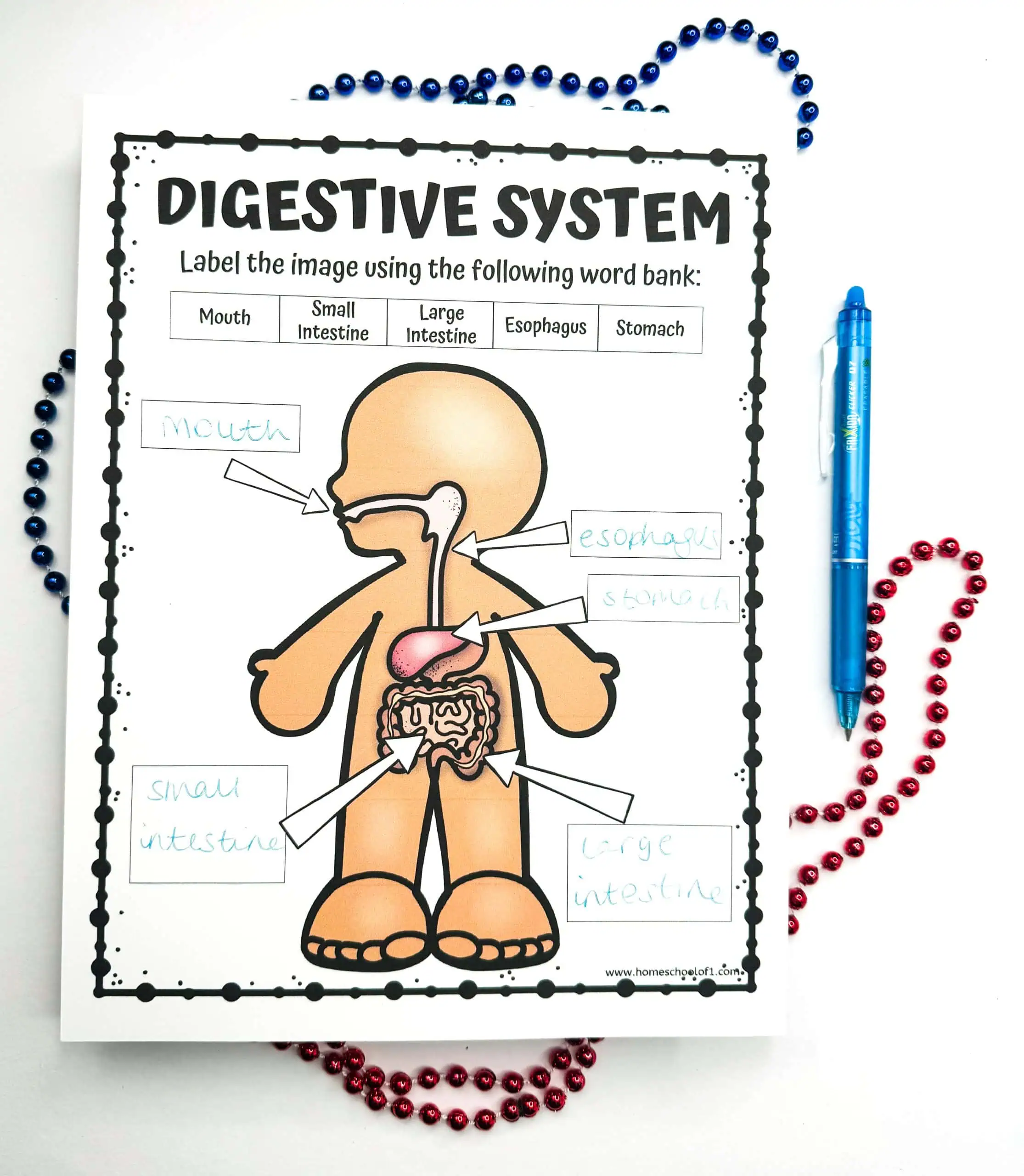 Completed 'DIGESTIVE SYSTEM' worksheet with handwritten labels identifying parts of the digestive system, including 'mouth,' 'esophagus,' 'stomach,' 'small intestine,' and 'large intestine.' Blue and red decorative beads outline the page, and a blue pen rests on the side.