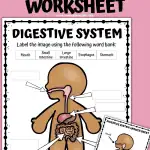 digestive system labeling worksheet