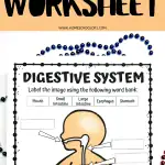 Educational worksheet titled 'DIGESTIVE SYSTEM WORKSHEET' from www.homeschoolof1.com. A cartoon outline of a human body with arrows pointing to the mouth, esophagus, stomach, small intestine, and large intestine with blank labels for students to fill in using a word bank provided at the top.