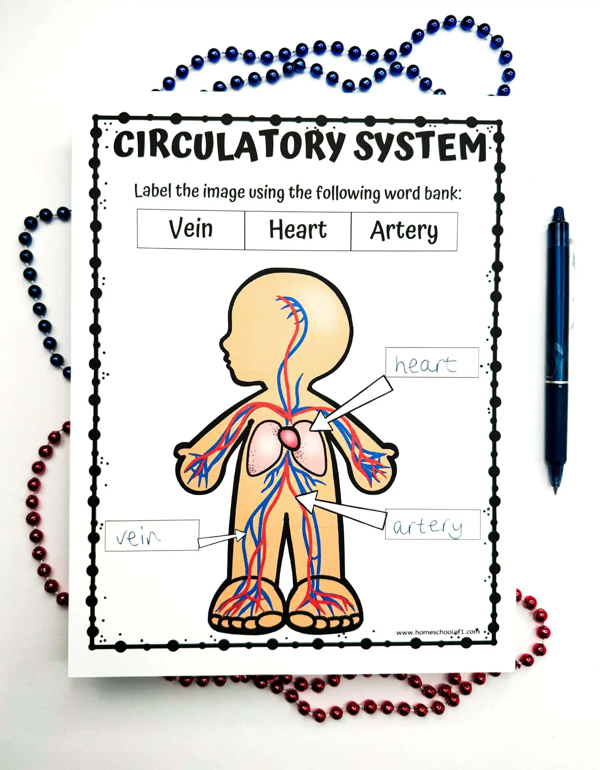 Interactive educational worksheet with hand-written labels for 'heart,' 'vein,' and 'artery' on a circulatory system diagram of a human figure. The worksheet is surrounded by blue and red decorative beads, with a blue pen on the right side, emphasizing the activity's hands-on learning approach.