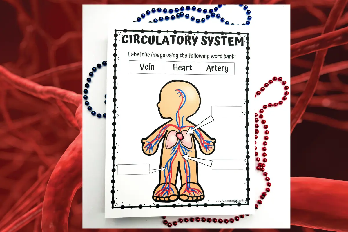 Printable educational material on the circulatory system, showcasing a diagram of a human figure with the circulatory system prominently illustrated, including the heart and blood vessels. Students are prompted to use the word bank with 'Vein,' 'Heart,' and 'Artery' to label the diagram. Decorative beads frame the page, with the left and right borders made of blue and red beads respectively, symbolizing oxygenated and deoxygenated blood.