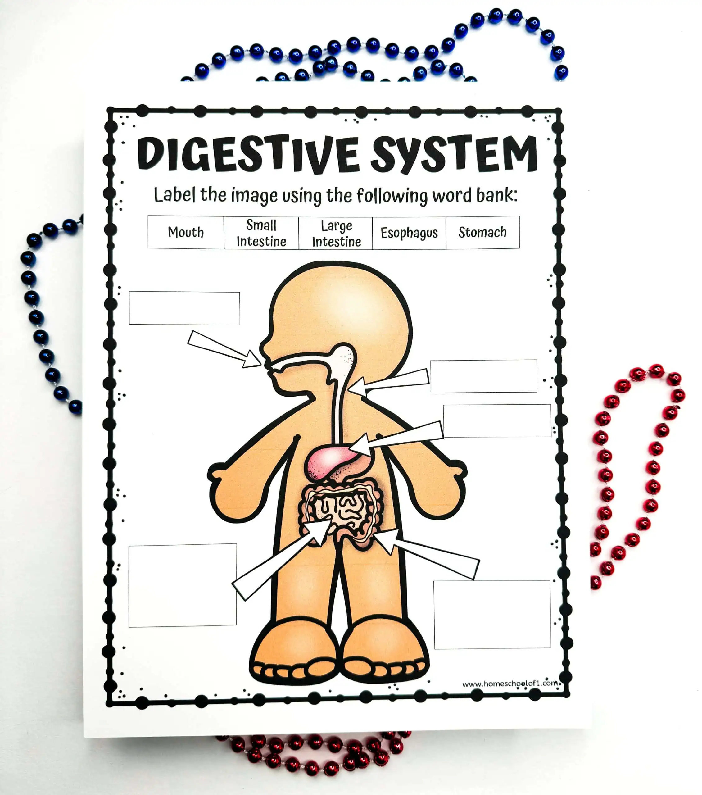 Blank 'DIGESTIVE SYSTEM' worksheet ready to be filled in, displaying a cartoon human figure with arrows pointing to different parts of the digestive tract. A word bank at the top lists 'Mouth, Small Intestine, Large Intestine, Esophagus, Stomach' for labeling the diagram, bordered by blue and red beads.