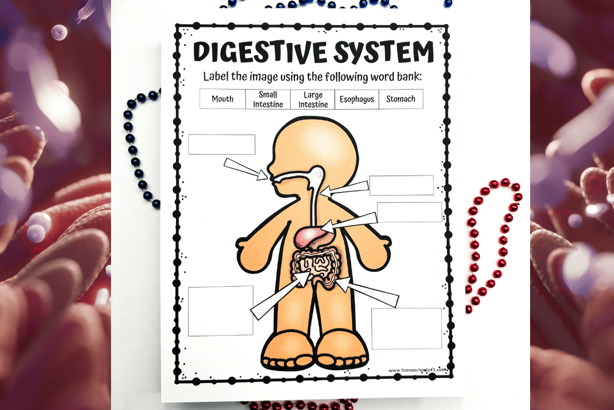 Free Digestive System Labeling Worksheet