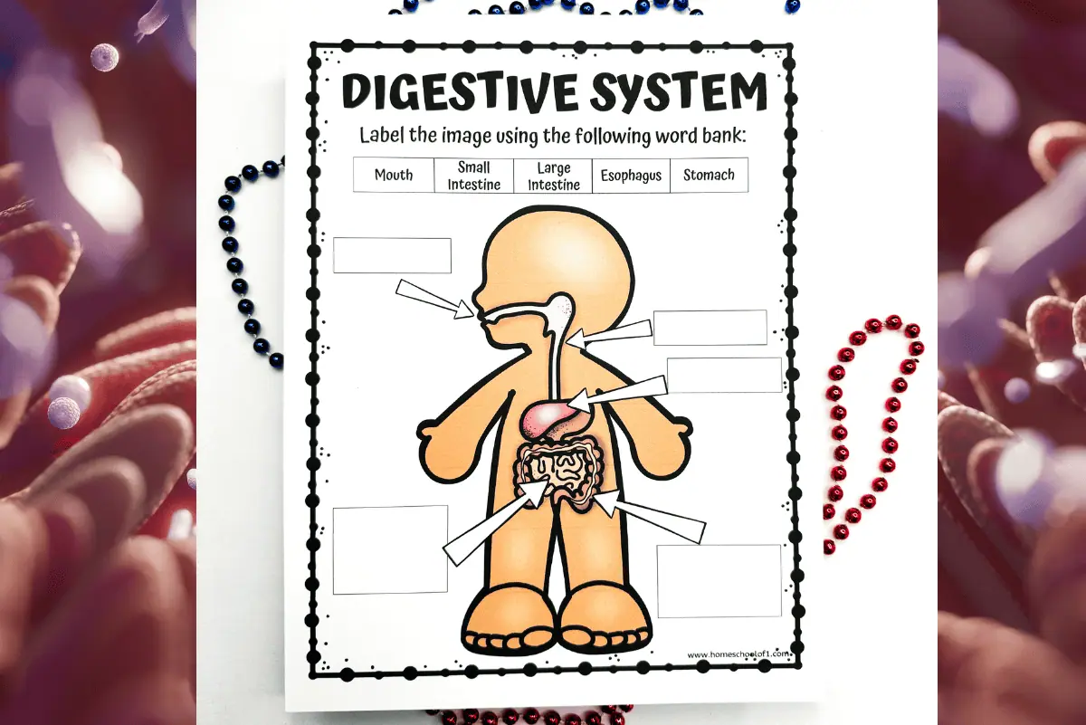 A close-up of the 'DIGESTIVE SYSTEM WORKSHEET' showing a labeled diagram of the human digestive system for educational purposes. The worksheet includes a word bank featuring 'Mouth, Small Intestine, Large Intestine, Esophagus, Stomach' and blank boxes for students to match the parts with their names