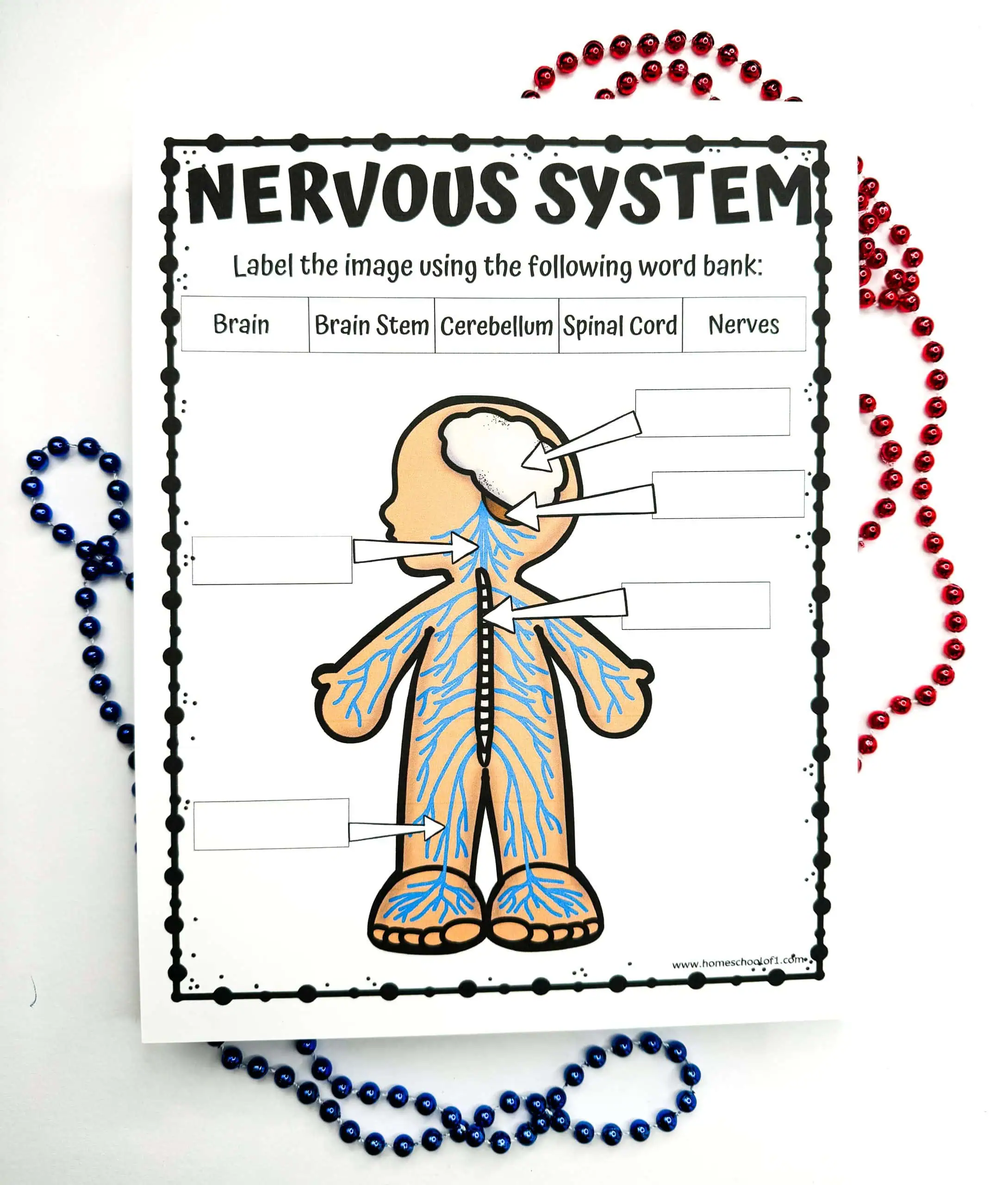 Unfilled nervous system worksheet presenting a human figure with empty boxes pointing to different parts of the central and peripheral nervous system, accompanied by a word bank for labeling. The worksheet is laid on a white surface bordered by decorative beads.