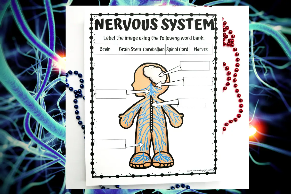 Educational worksheet against a background of nerve cells. The central image is an outlined human figure with blank labels pointing to the nervous system, intended to be completed with words from the provided bank: 'Brain,' 'Brain Stem,' 'Cerebellum,' 'Spinal Cord,' and 'Nerves.