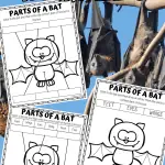 free parts of a bat worksheet