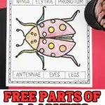 free parts of a ladybug worksheet