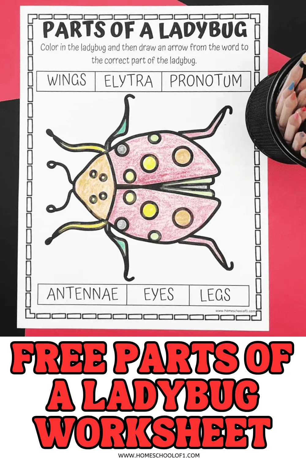 free parts of a ladybug worksheet