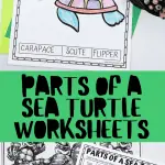 free parts of a sea turtle printables