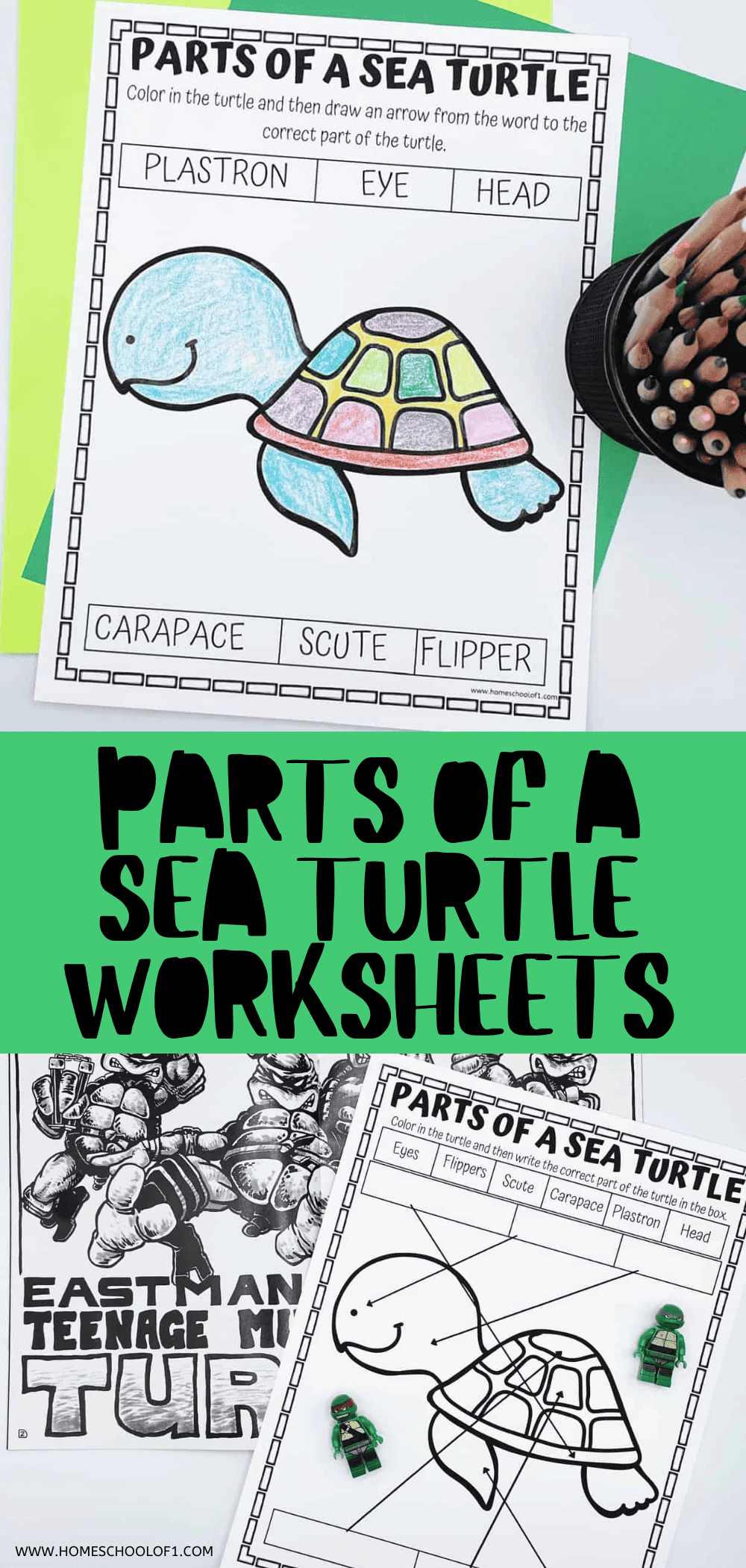 Free Parts of a Sea Turtle Worksheet