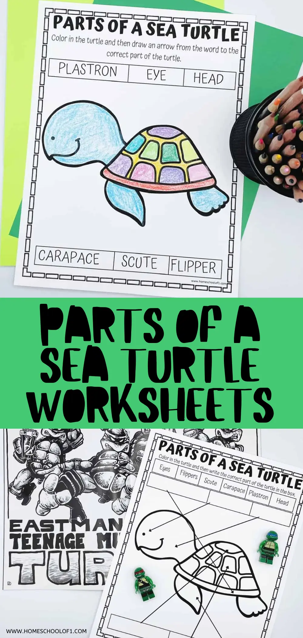 free parts of a sea turtle printables